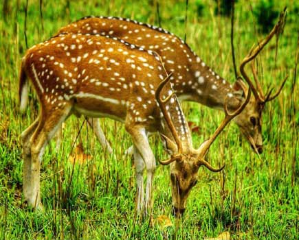 Jim Corbett National Park history and wildlife
