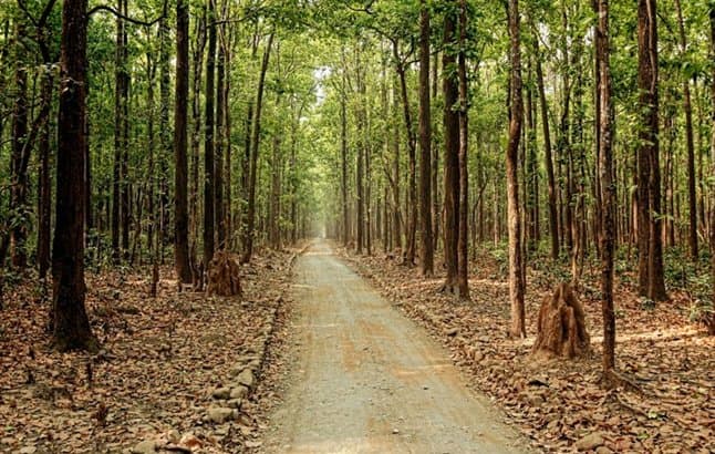 Flora Safari in Jim Corbett National Park